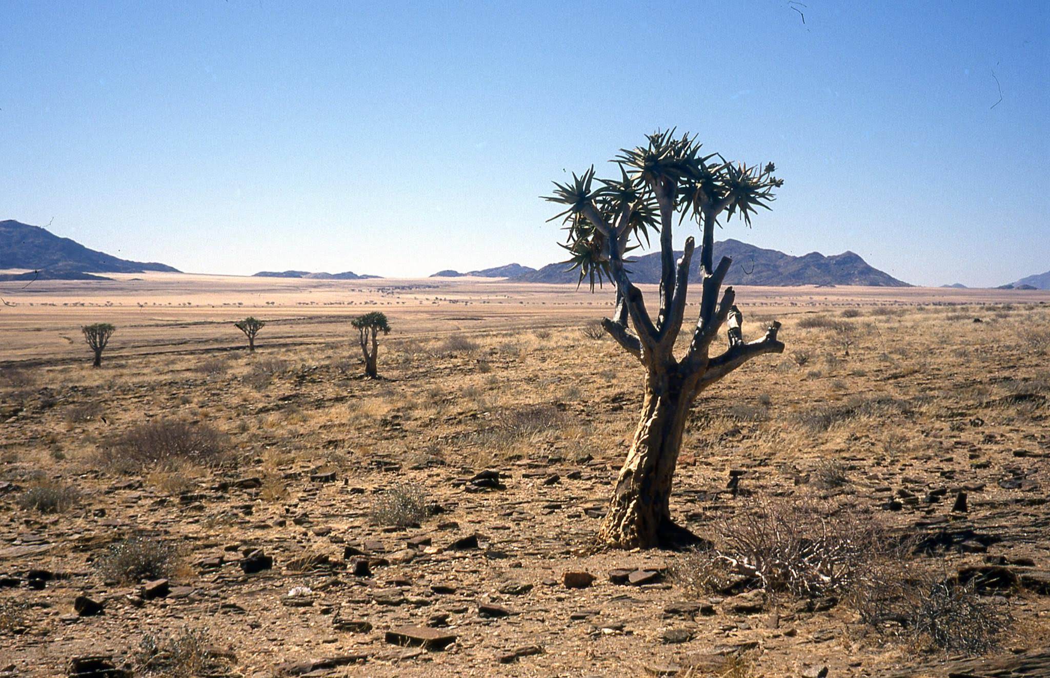 17240561_1700672916626219_2544149676520361805_o_1700672916626219